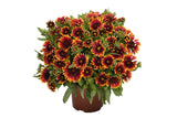 Gaillardia - SpinTop Orange Halo