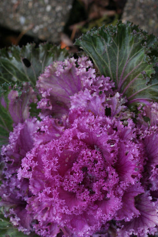 Flowering Kale - Songbird Red