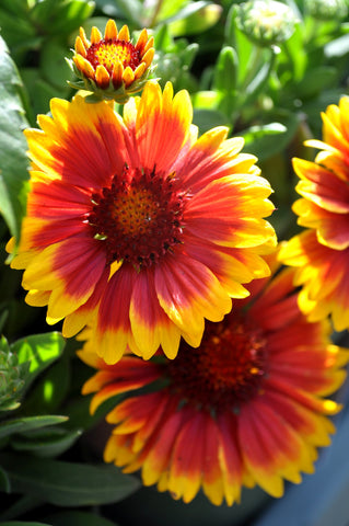 Gaillardia - Arizona Sun