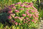 Sedum - Carl