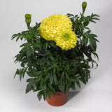 Marigold - Perfection Yellow