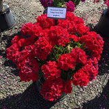 Geranium - Tango Deep Red