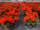 Geranium - Rocky Mountain Orange