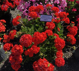 Geranium - Rocky Mountain Orange