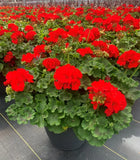 Geranium - Rocky Mountain Dark Red