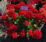 Geranium - Rocky Mountain Dark Red