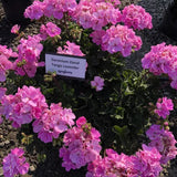 Geranium - Tango Lavender