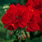 Geranium - Rocky Mountain Dark Red