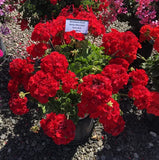 Geranium - Rocky Mountain Dark Red