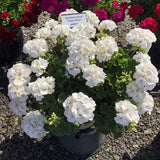 Geranium - Tango White