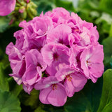 Geranium - Rocky Mountain Lavender