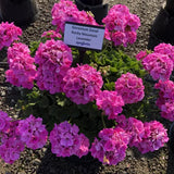 Geranium - Rocky Mountain Lavender