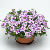 Verbena - Lanai Twister Purple