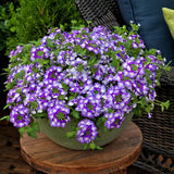 Verbena - Lanai Twister Purple