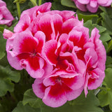 Interspecific Geranium - Calliope Large Rose Mega Splash