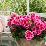 Interspecific Geranium - Calliope Large Rose Mega Splash