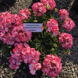 Geranium - Tango Strawberry Ice