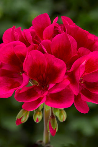 Interspecific Geranium - Mojo Cranberry Splash