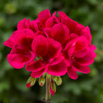 Interspecific Geranium - Mojo Cranberry Splash