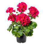 Interspecific Geranium - Mojo Cranberry Splash