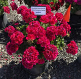 Interspecific Geranium - Mojo Cranberry Splash