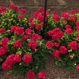 Interspecific Geranium - Mojo Cranberry Splash