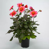 Dahlia - Dahlegria Apricot Tricolor