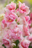 Snapdragon - Sweet Duet Appleblossom