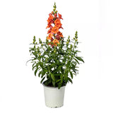 Snapdragon - Sweet Duet Peach