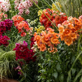 Snapdragon - Sweet Duet Peach