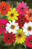 Zinnia - Profusion 4 Color Mix