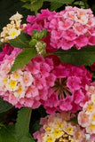 Lantana - Bandolista Pink Lemonberry