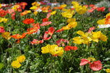 Papaver - Iceland Wonderland Mix