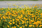 Trollius - Orange Princess Globefower