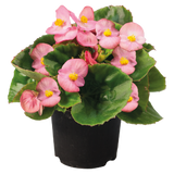 Begonia - Super Olympia Pink