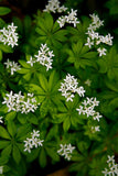 Galium Odoratum - Sweet Woodruff