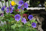 Geranium - Johnson's Blue