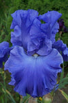 Iris Germanica - Blue Suede Shoes