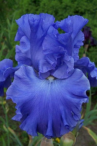 Iris Germanica - Blue Suede Shoes