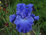 Iris Germanica - Blue Suede Shoes