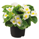 Begonia - Super Olympia White