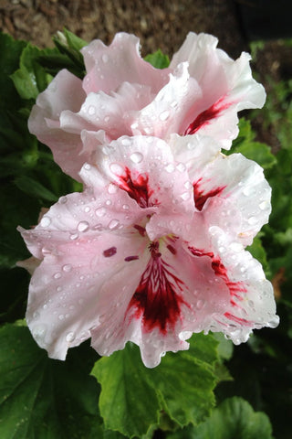 Geranium - Martha Washington Elegant Crystal Rose