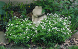 Galium Odoratum - Sweet Woodruff