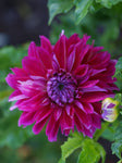 Dahlia - Dinner Plate Purple Taiheijo