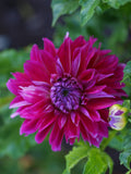 Dahlia - Dinner Plate Purple Taiheijo