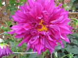 Dahlia - Dinner Plate Purple Taiheijo