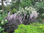 Actaea - Hillside Black Beauty Baneberry