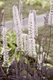 Actaea - Hillside Black Beauty Baneberry