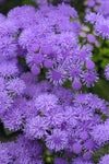 Ageratum - Monarch Magic