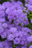 Ageratum - Monarch Magic